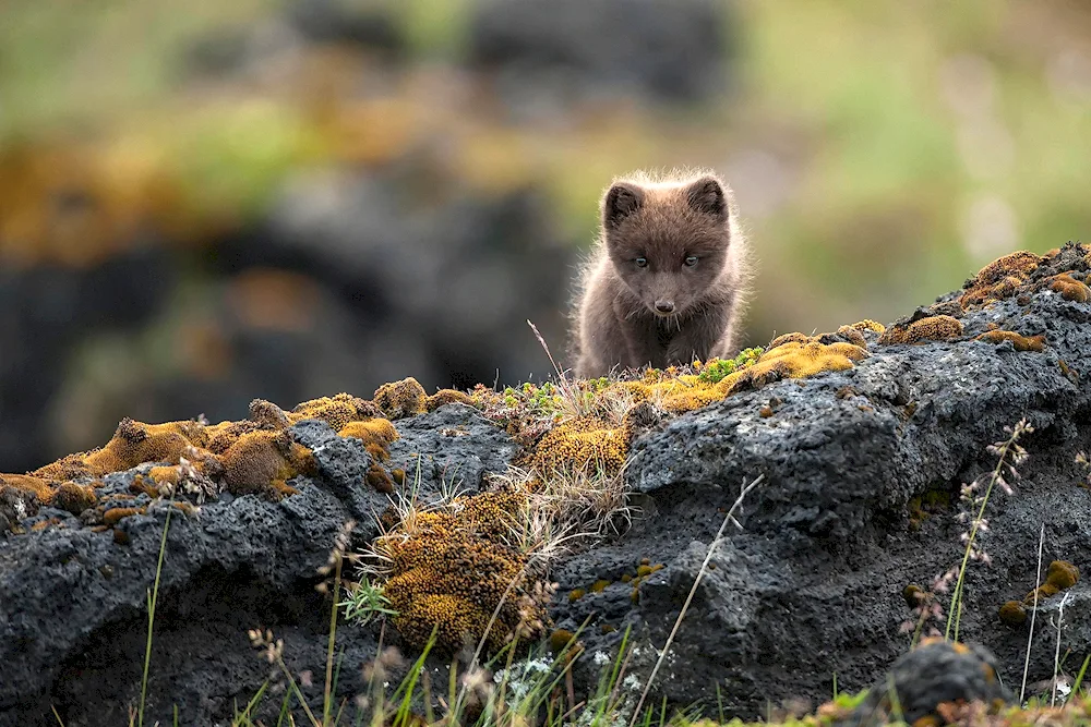 Icelandic animals