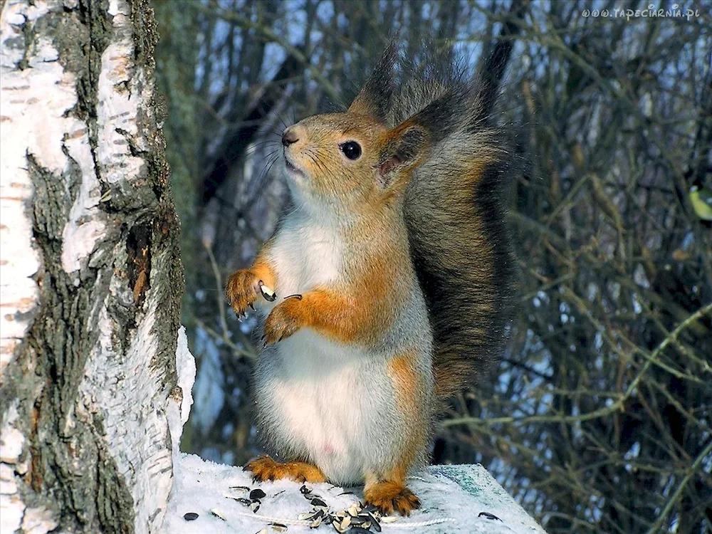 Southern Ural animals