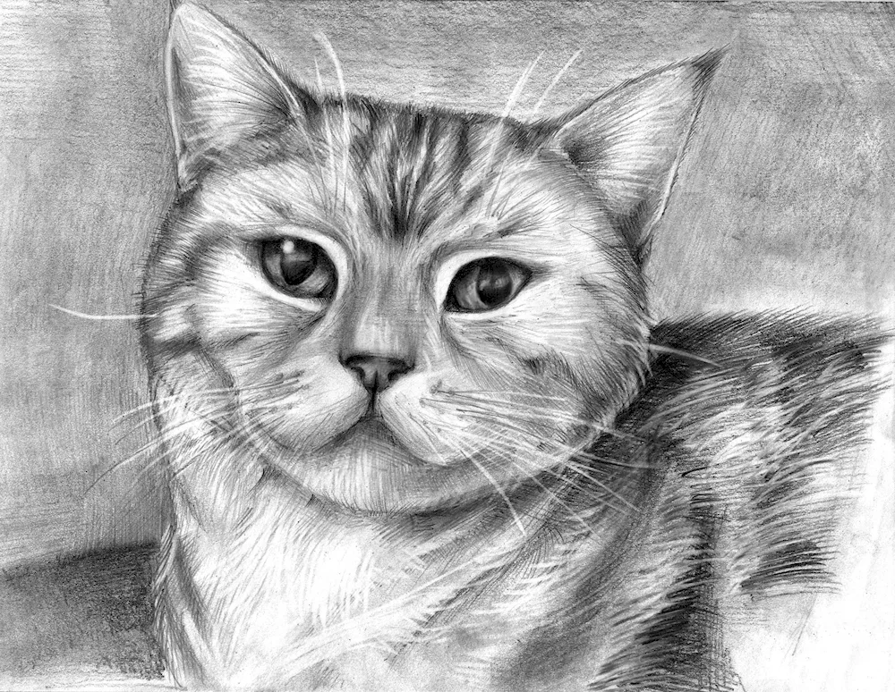 Animals in pencil