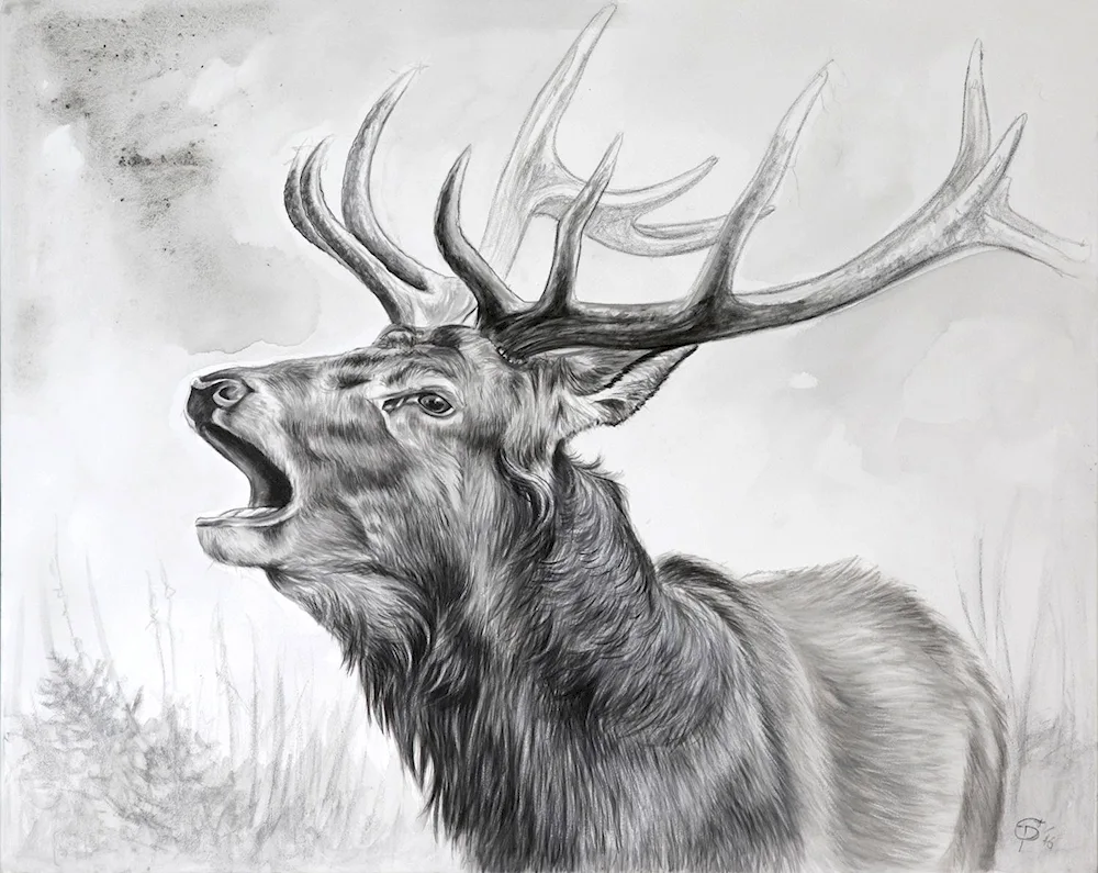 Deer drawing