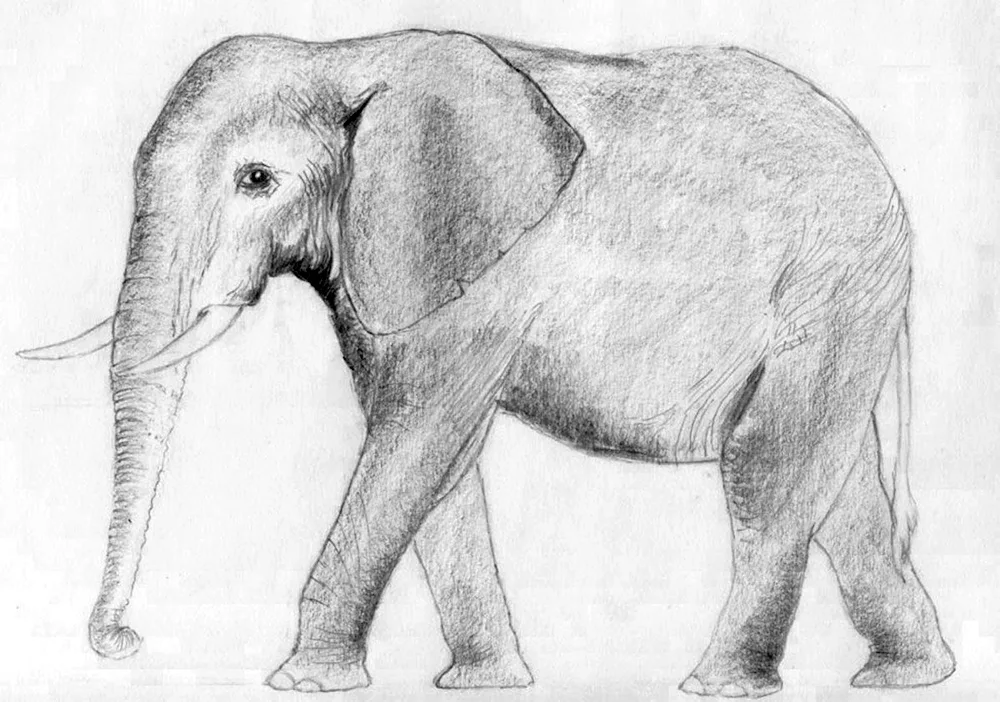 Animals in pencil