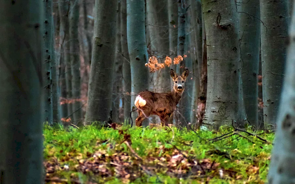 Animals of the forest