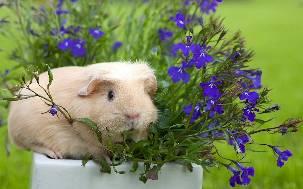 Animal guinea pigs Mumps