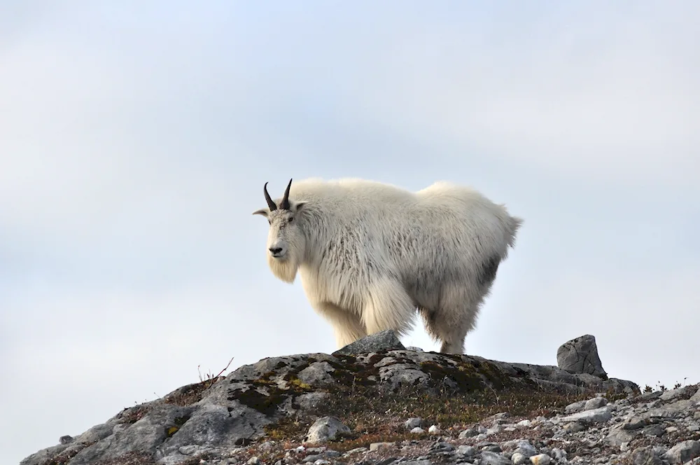 Vrangel Island Arctic fox