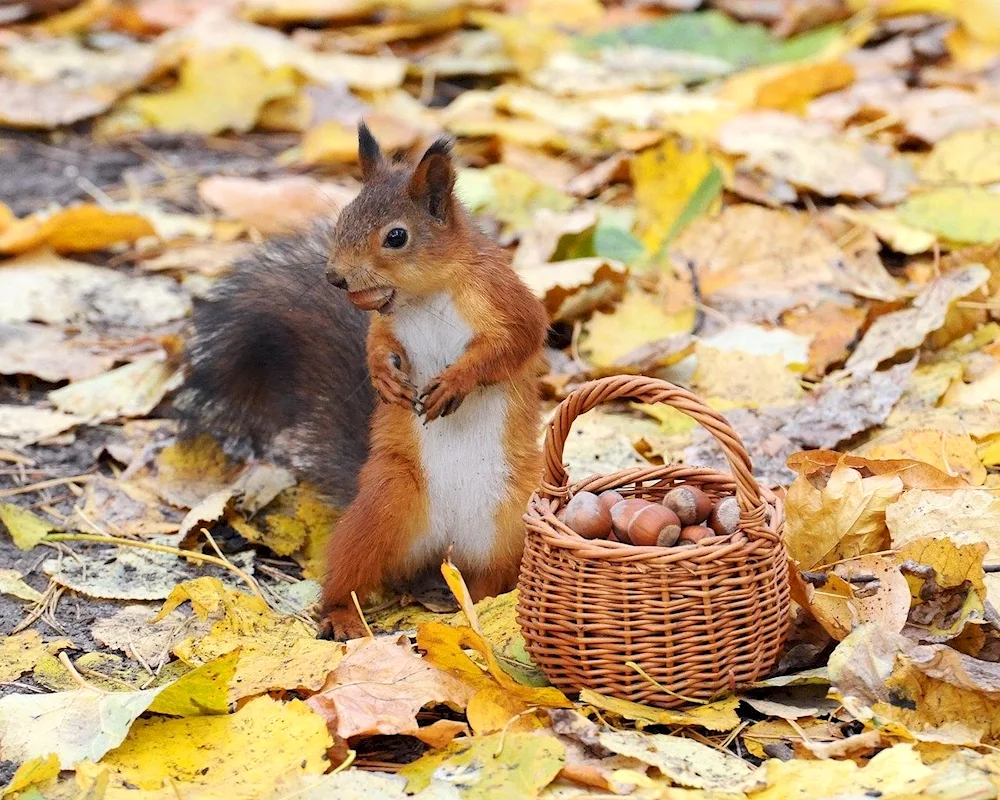 Animals in autumn