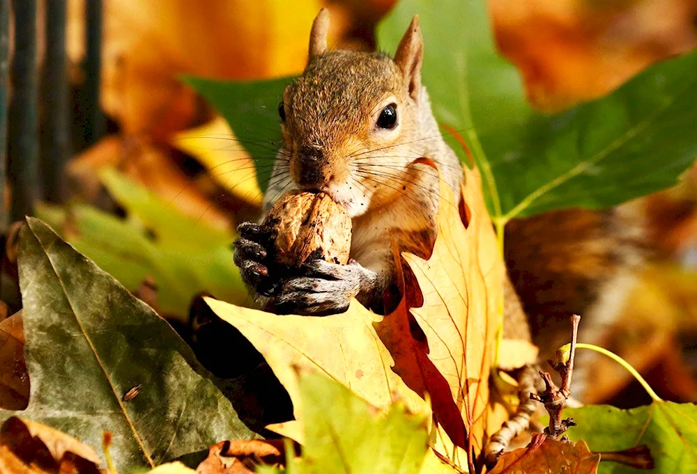 Animals in autumn