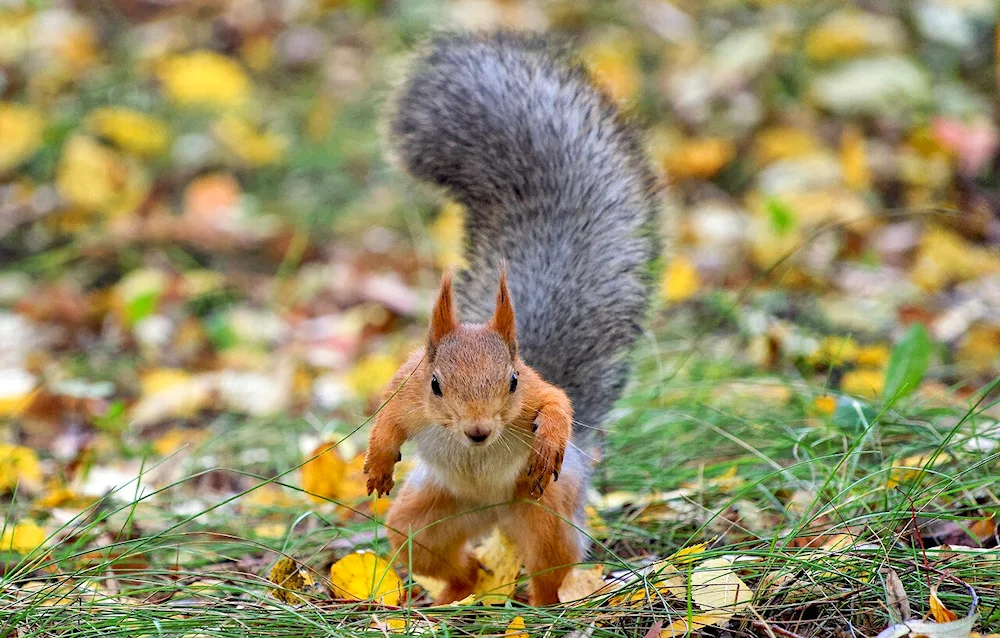 Autumn animals