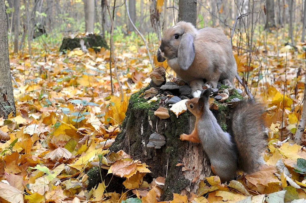 A fabulous autumn forest