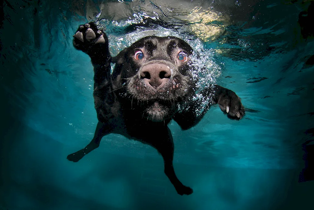 Animals underwater