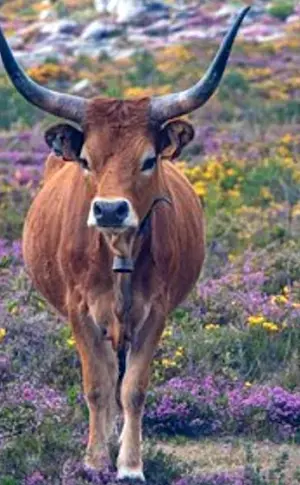 Animals of Portugal