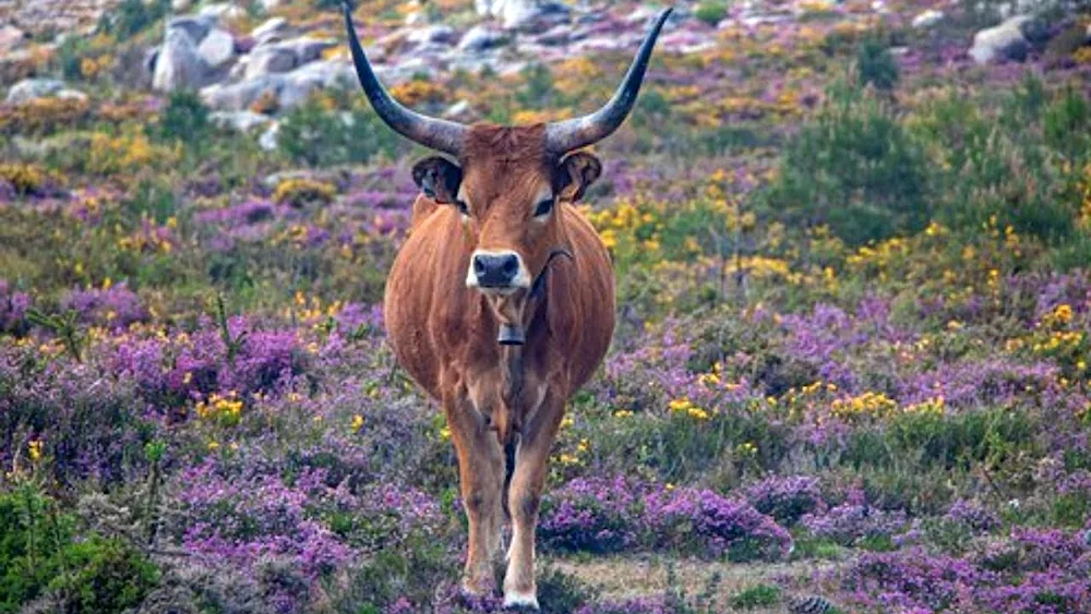 Animals of Portugal