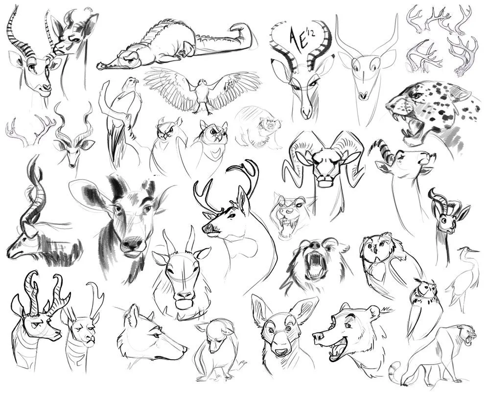 Animal drawings