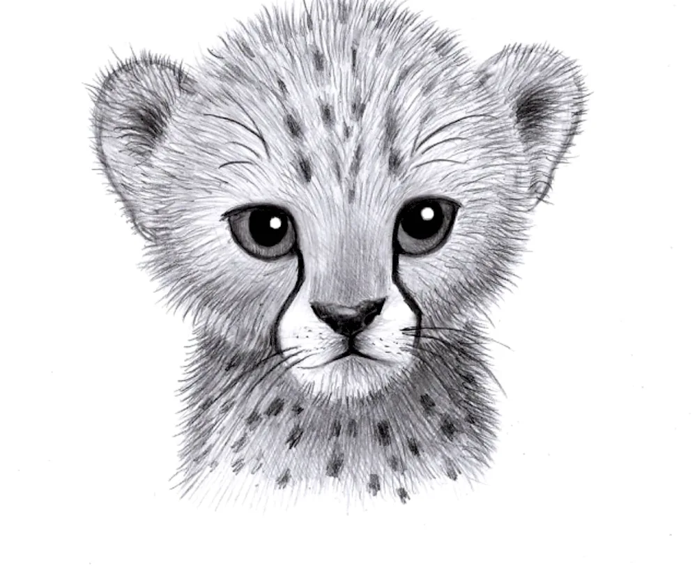 Tiger Kishan