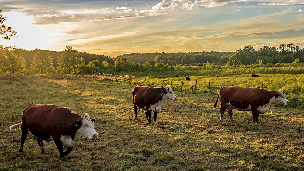 Agricultural animals Cows in a meadow