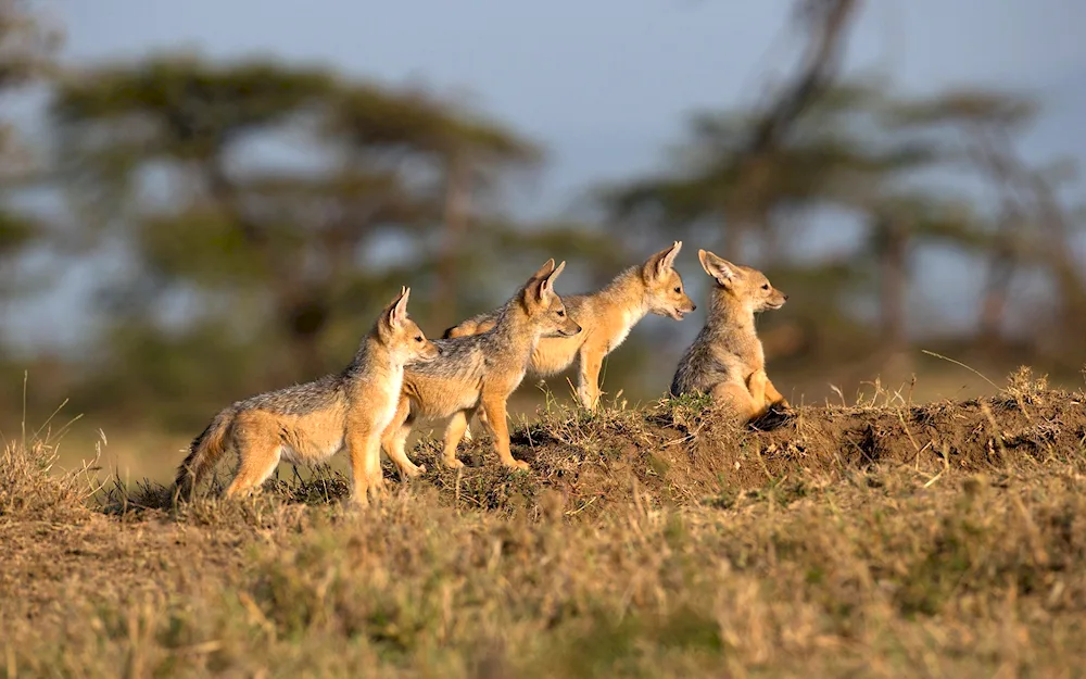 North American animals coyote