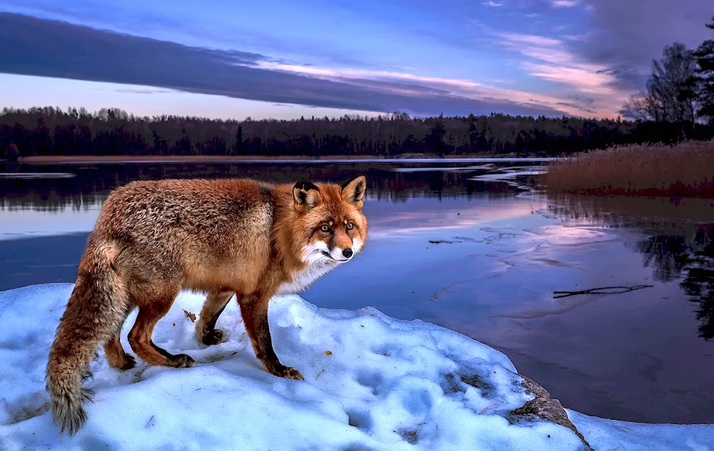 Livestock of Siberia