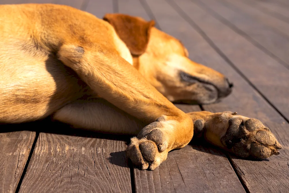 Animal sleeping