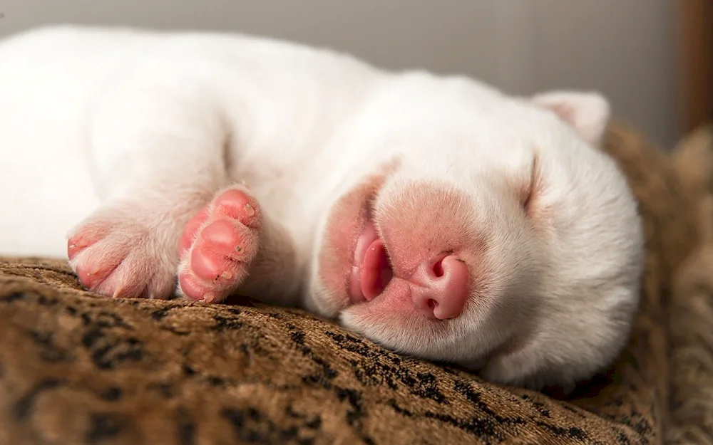 Sleeping bear