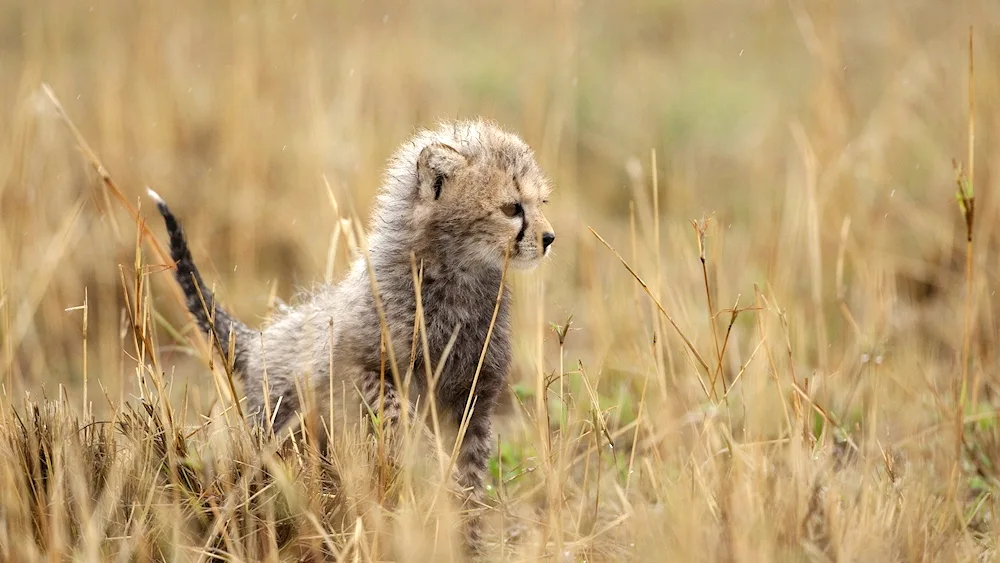 Steppe animals