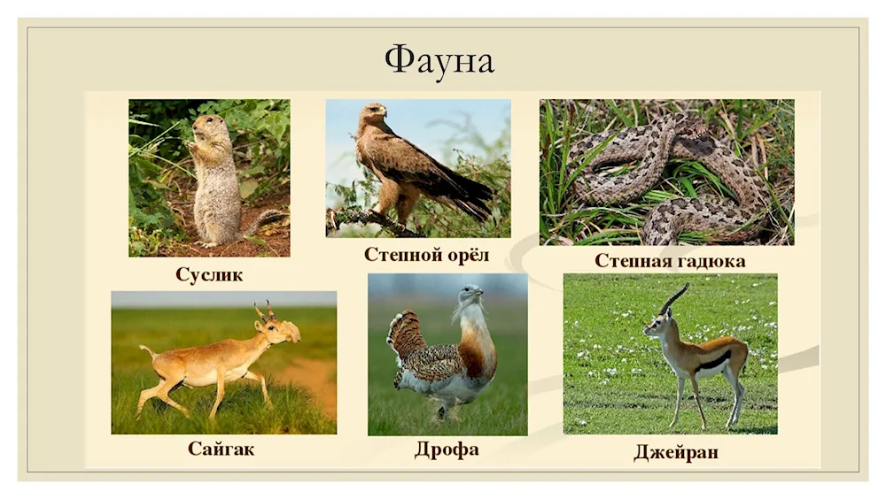 Fauna of the steppe