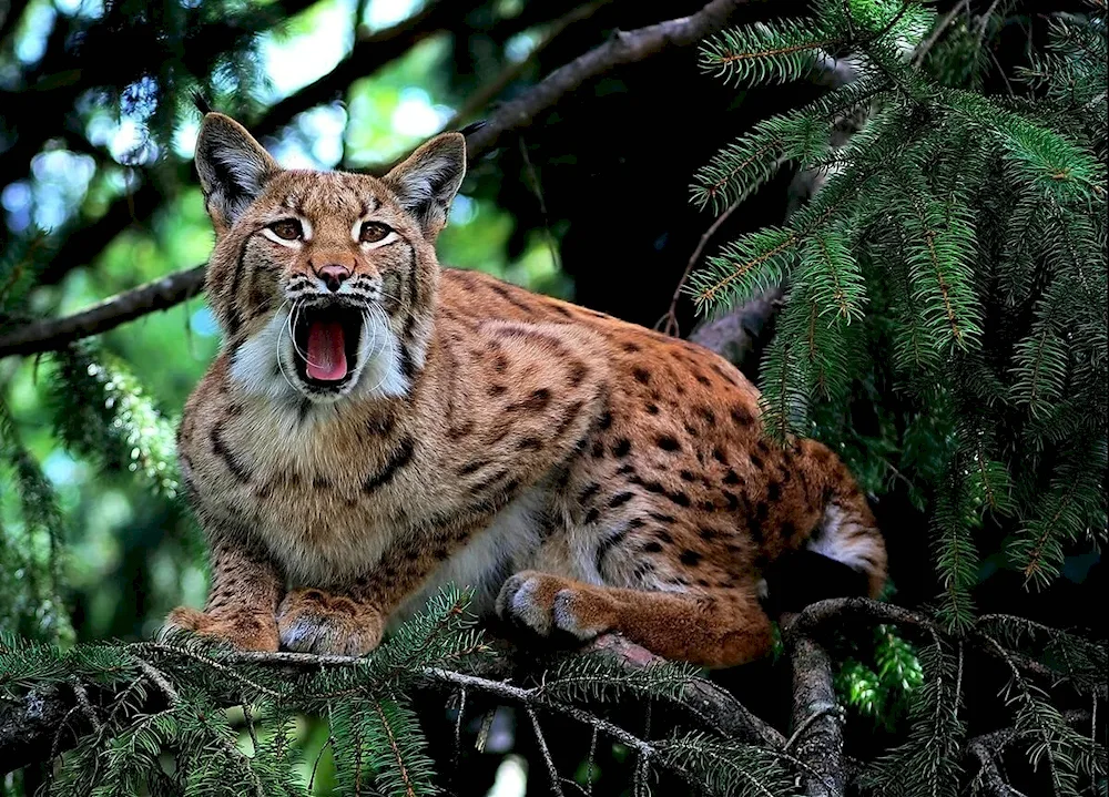 Livestock of the taiga Lynx