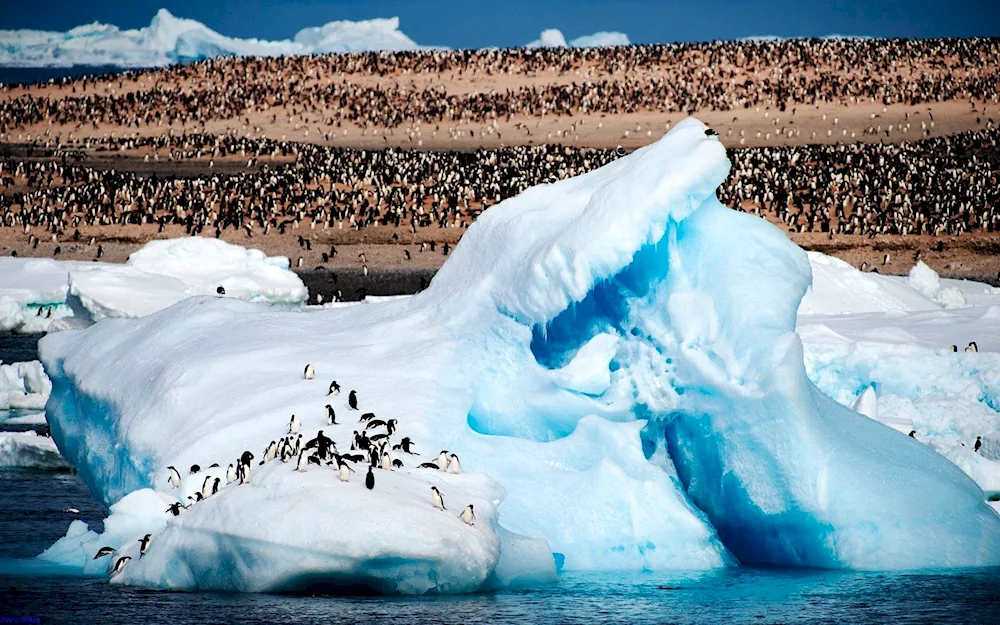 Animals in glaciers