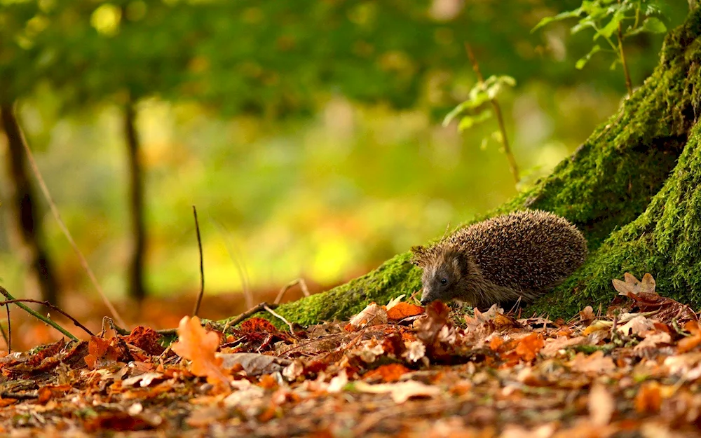 Hedgehog and hedgehog