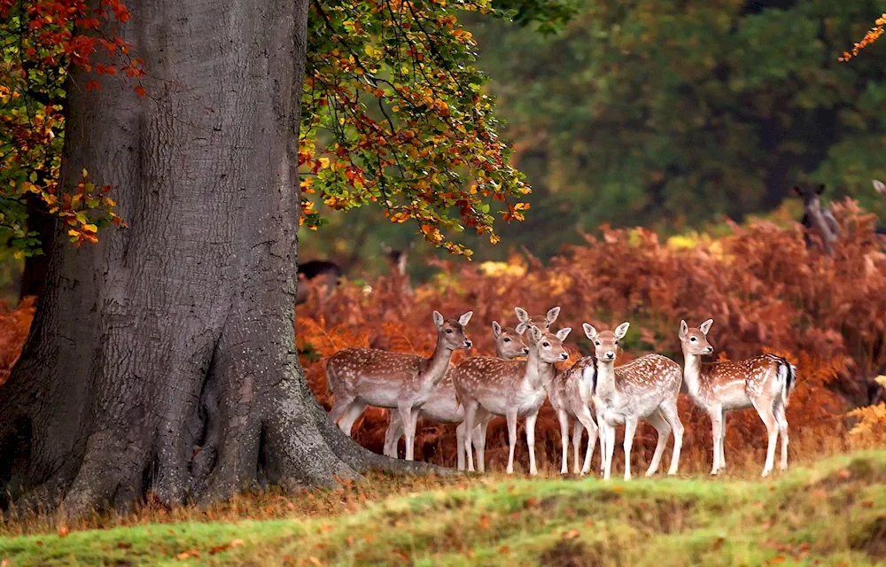 Nature and animals