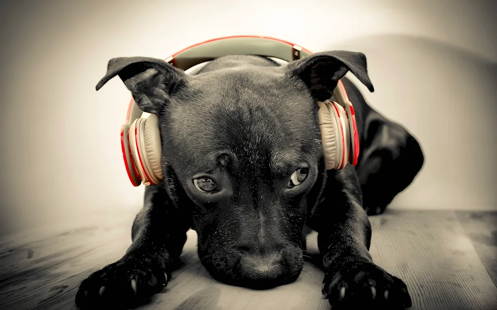 Animals in headphones