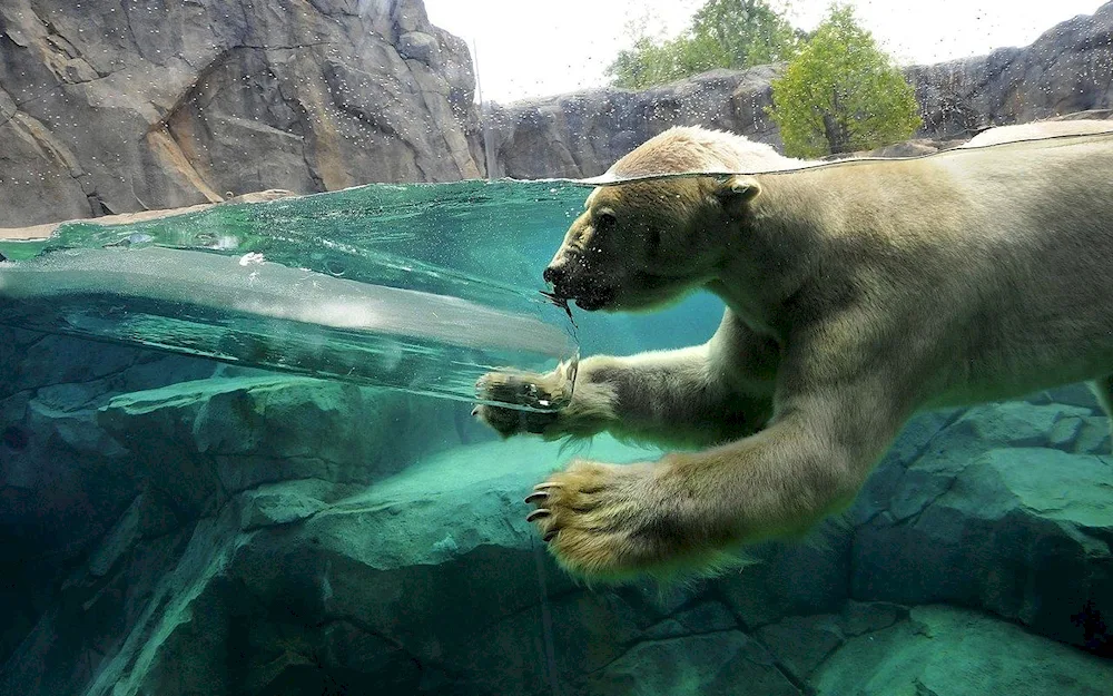 Moscow Zoo