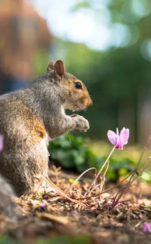 Animals in Spring