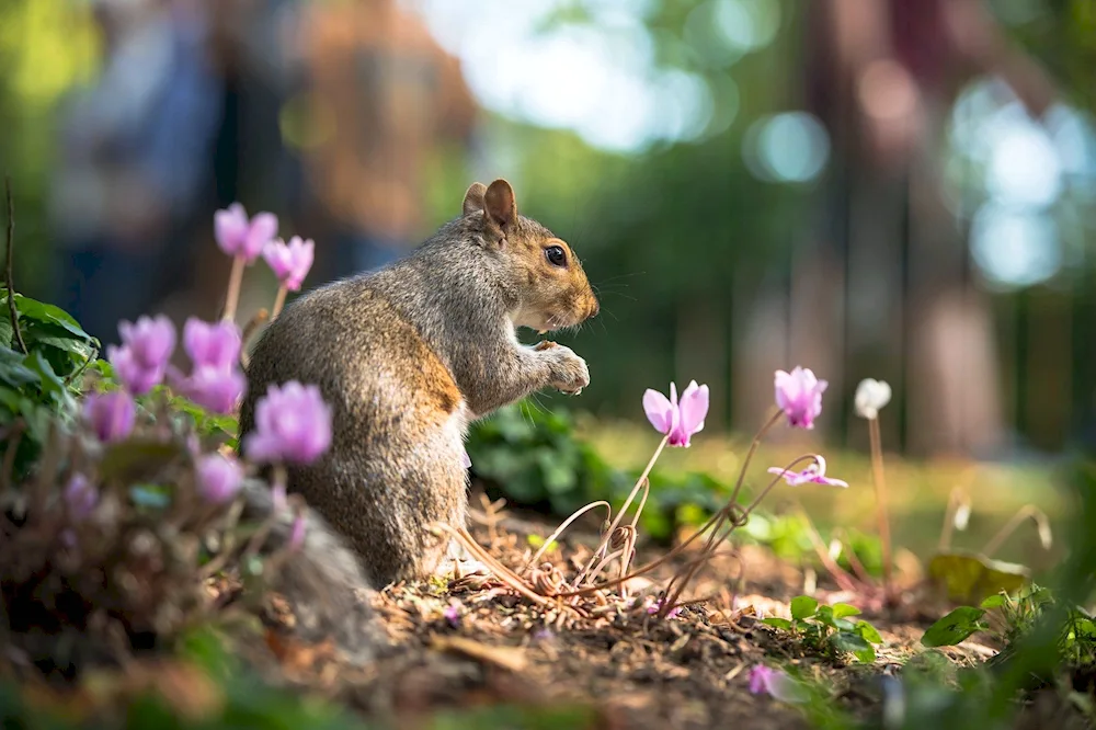 Animals in Spring