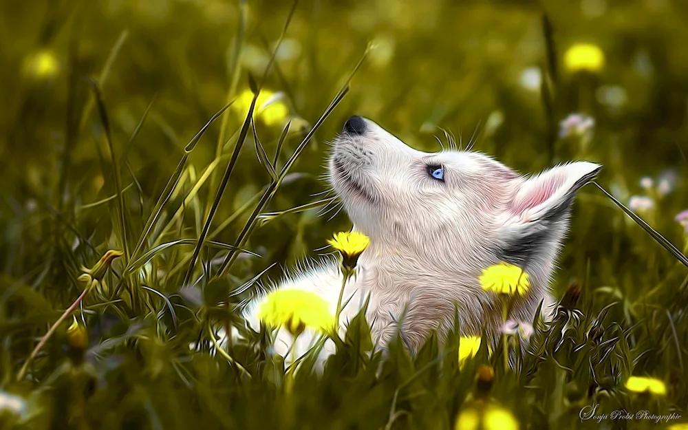 Nature of Russia animals