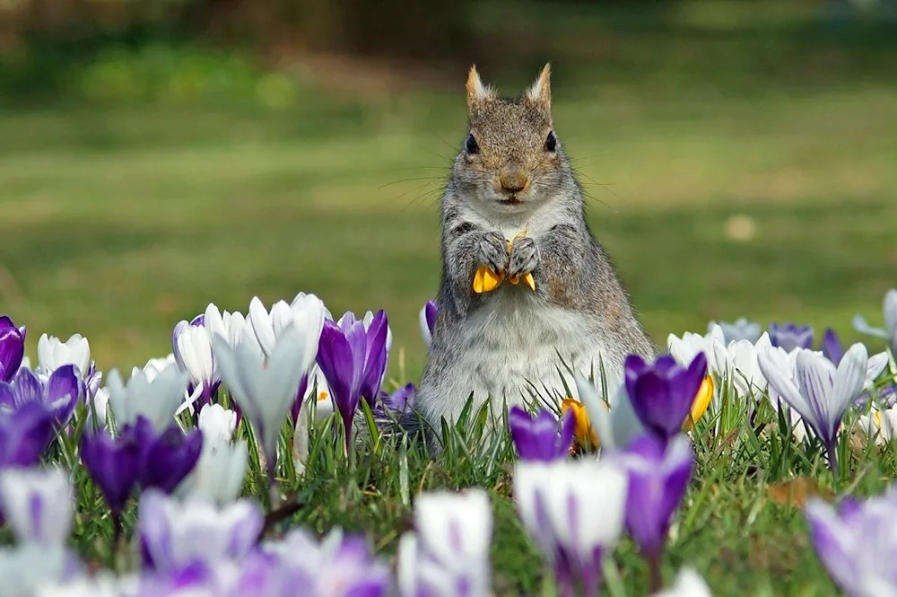 Beautiful animals in Spring Spring