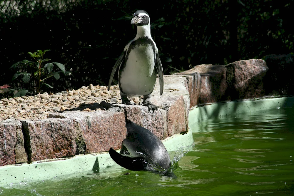 Birds in the zoo