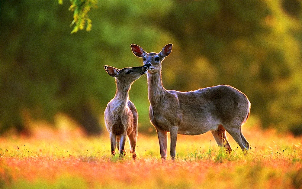 European roe deer