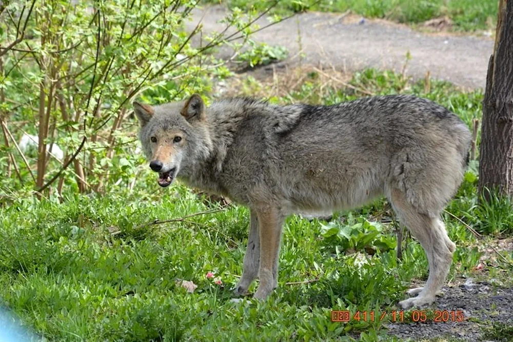 The animal world of Kemerovo region- Kuzbassa