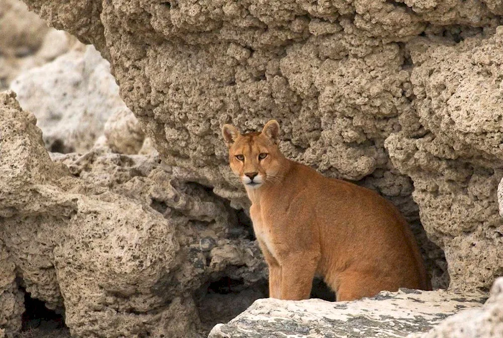 Animal world of Portugal