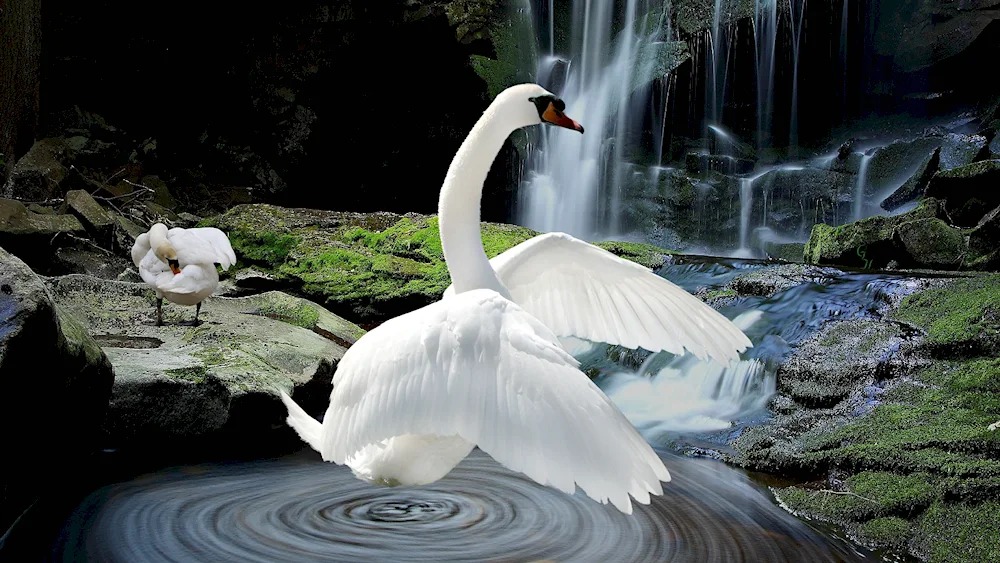 Swan Lake