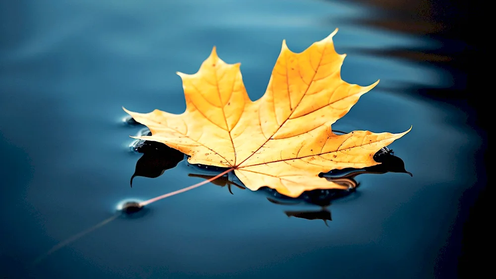 Live wallpaper maple leaves on water