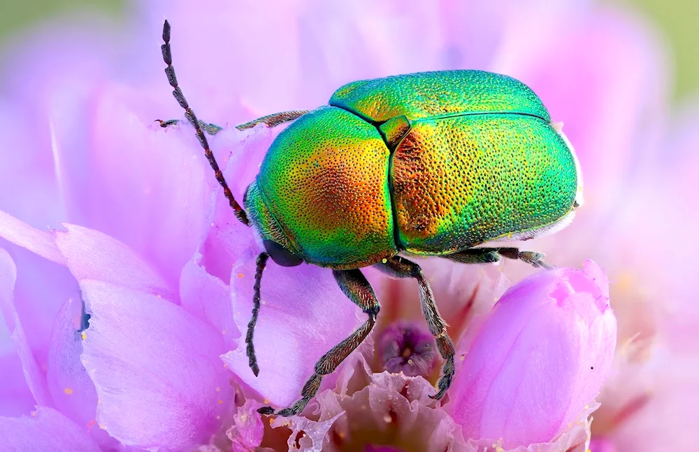 Green stink bug