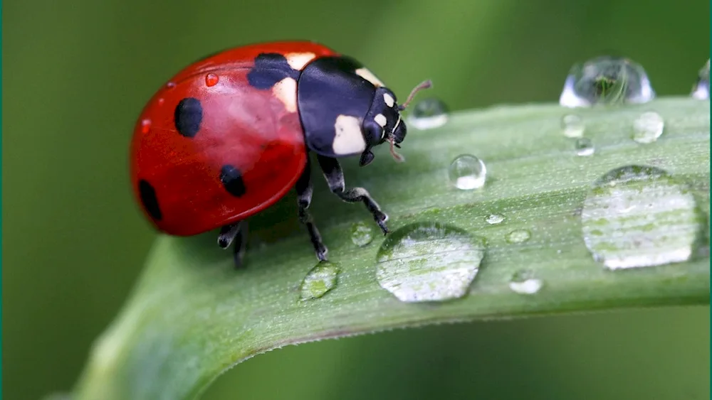 Broom beetle.