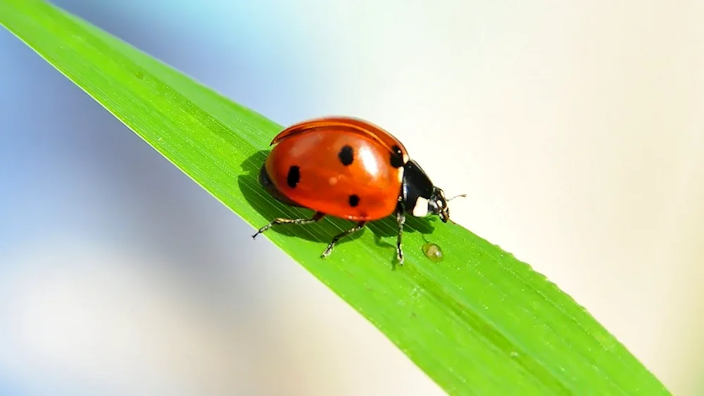 Ladybugs