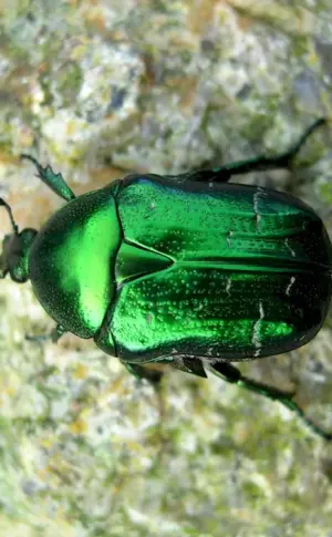 Green Bronze Beetle