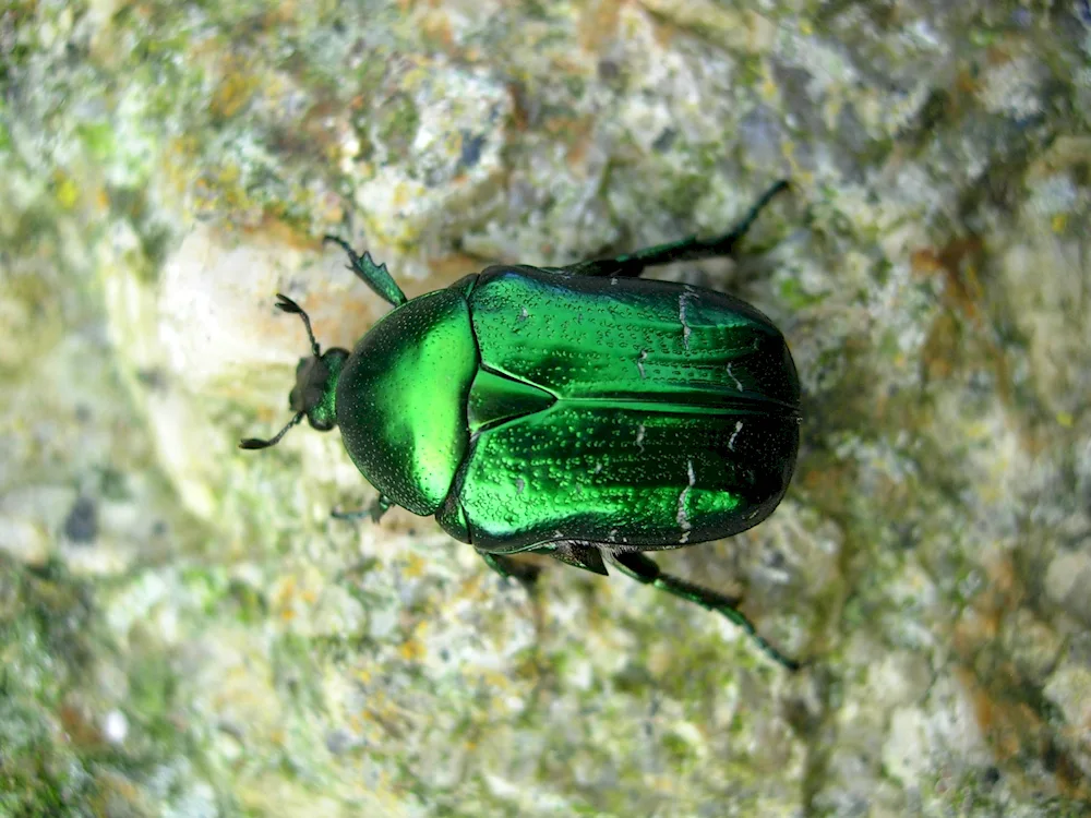 Green Bronze Beetle