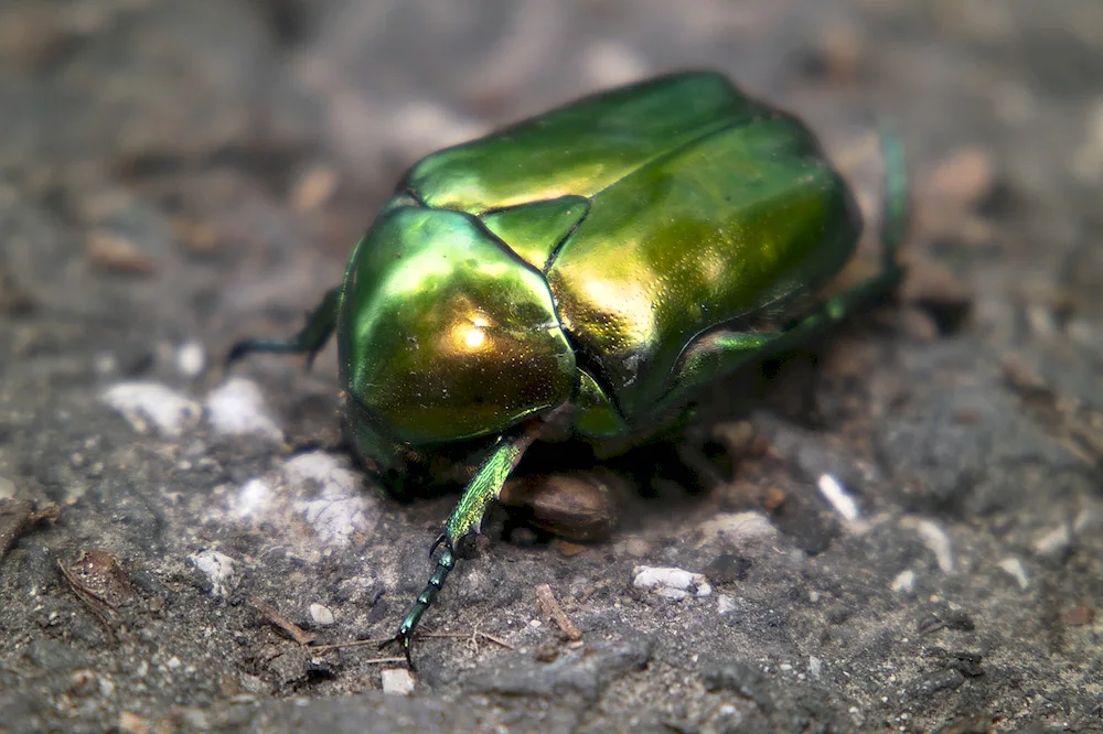 Emerald beetle Leaf beetle