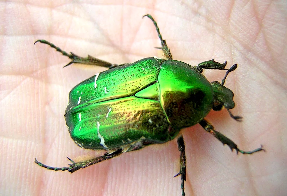 Formosa Bronze Beetle