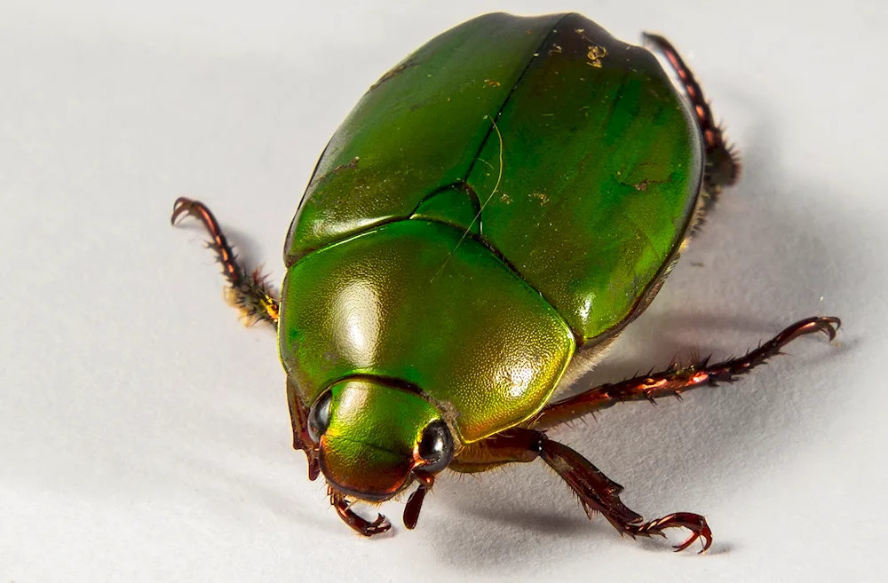 Rhinoceros beetle Leaf beetle mint beetle Emerald