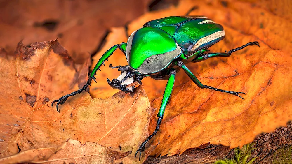 Green weevil