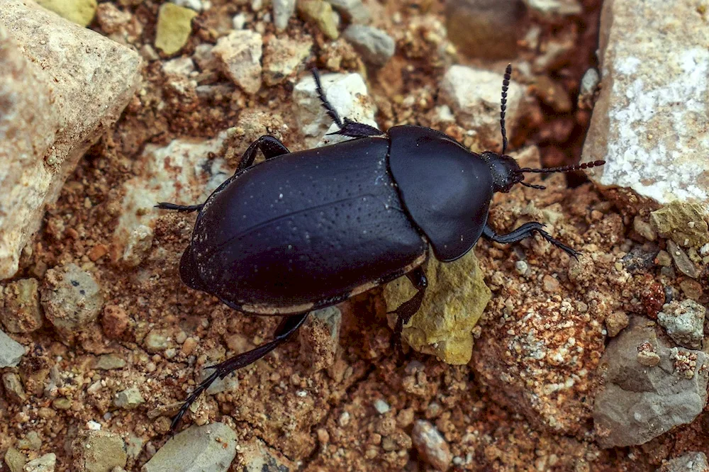 Black beetle